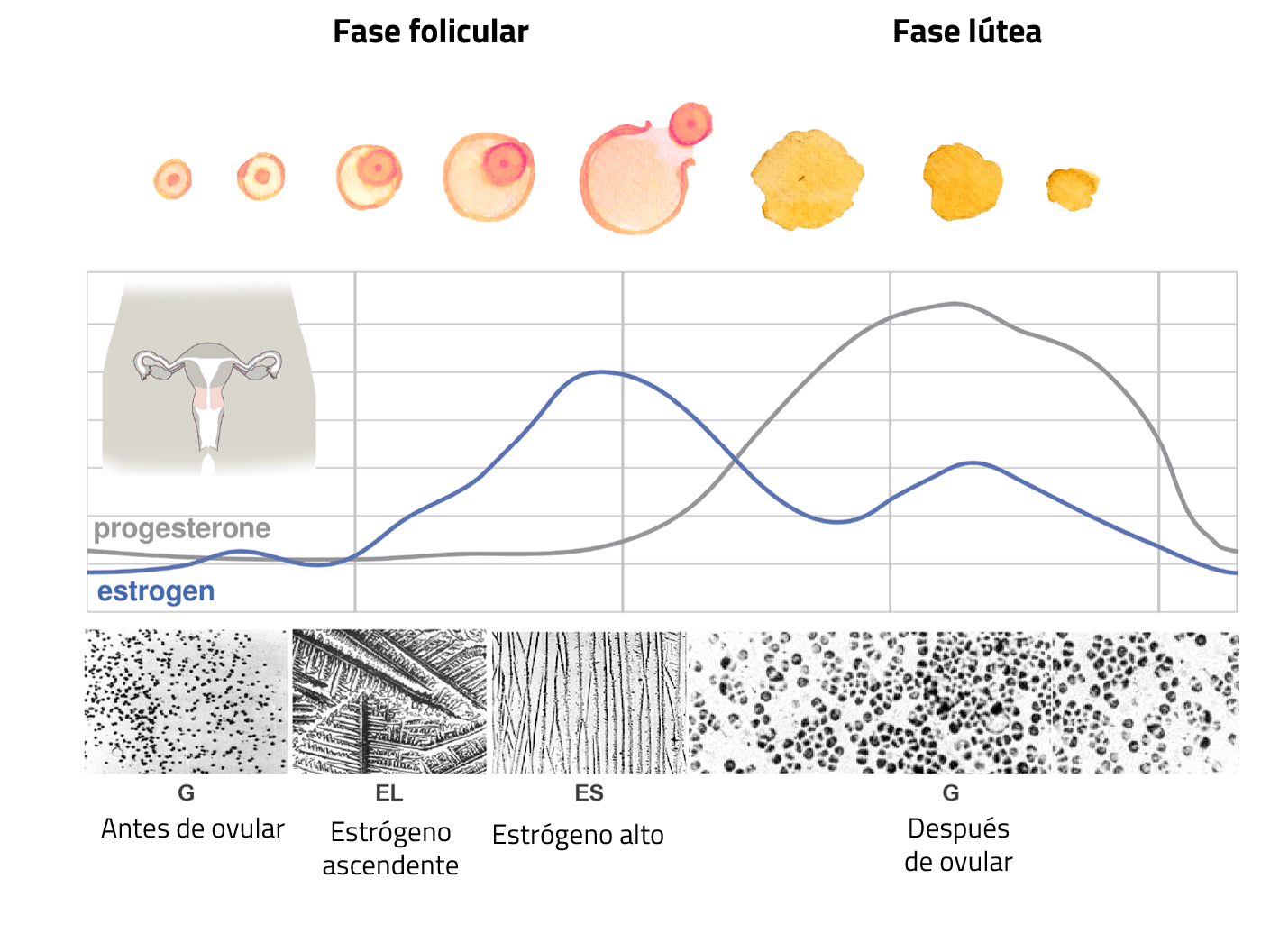 Cambios hormonales y flujo cervical